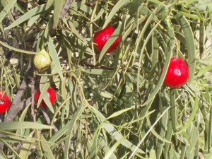 Qandong fruit on Tree