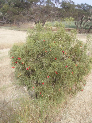 Quandong Tree