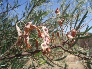 Wattle Seed Pods on tree 2