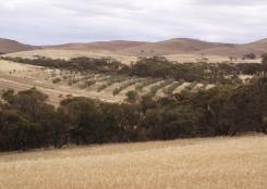 plantation at footeside farm