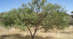 acacia victorea tree