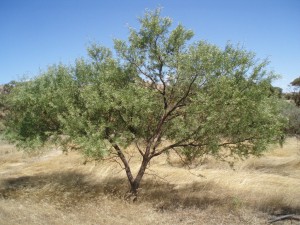 acacia victorea tree