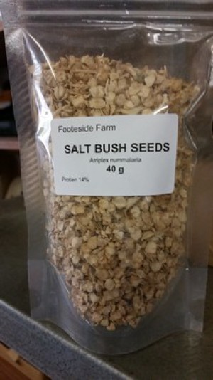 salt bush seed 40g pack